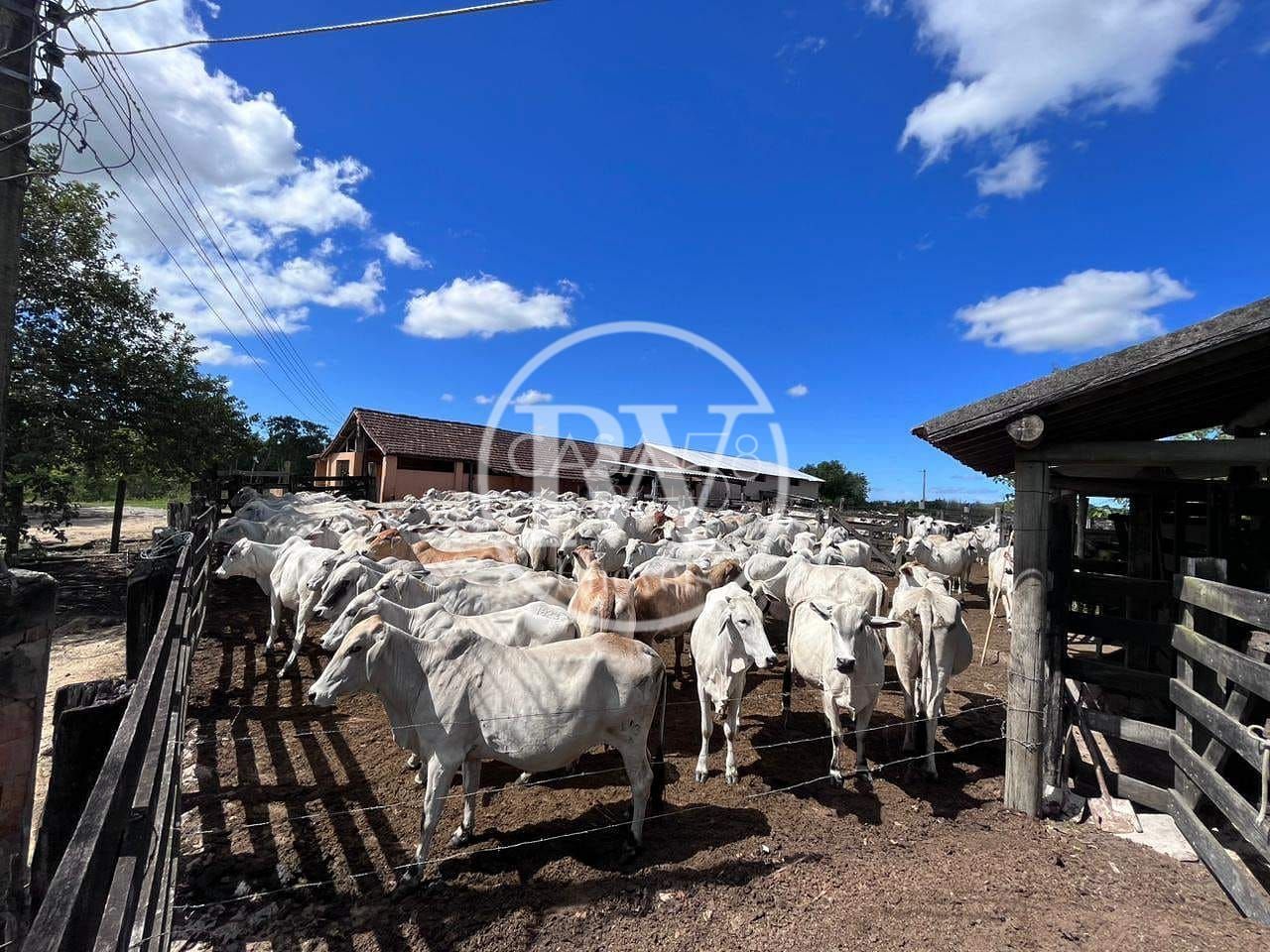 Fazenda Perobas, Araruama 251 Hectares com Vocação Pecuária e Potencial Urbano