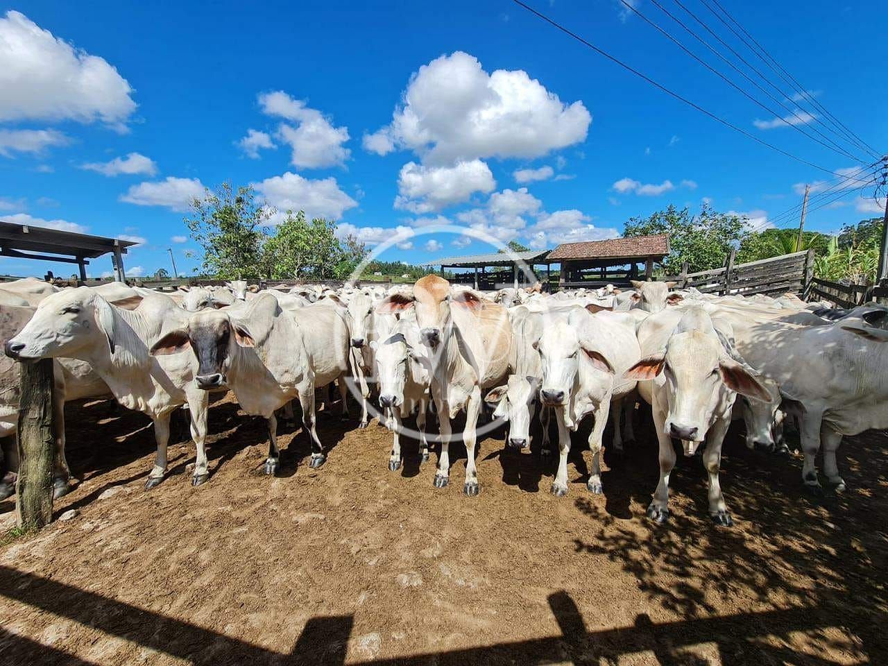 Fazenda Perobas, Araruama 251 Hectares com Vocação Pecuária e Potencial Urbano