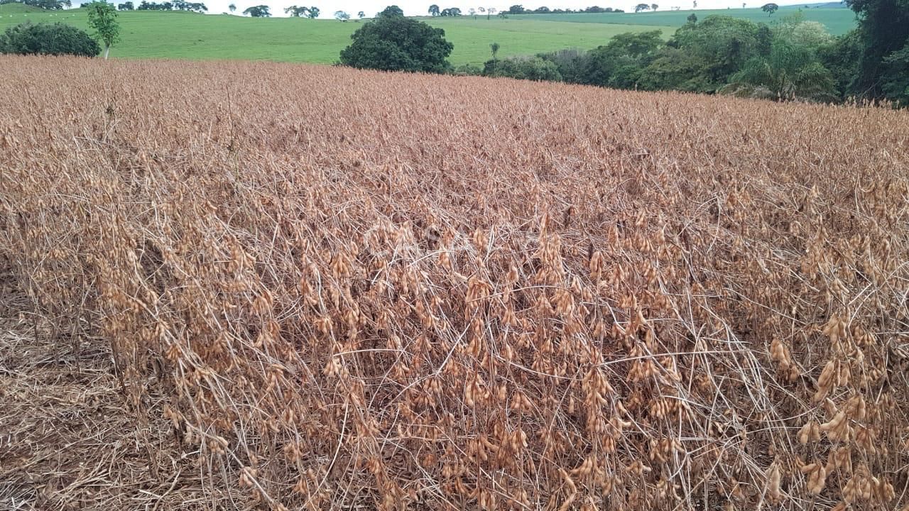 Fazenda à Venda em MineirosGO 126 Alqueires 335 ha em Lavoura Solo de Qualidade
