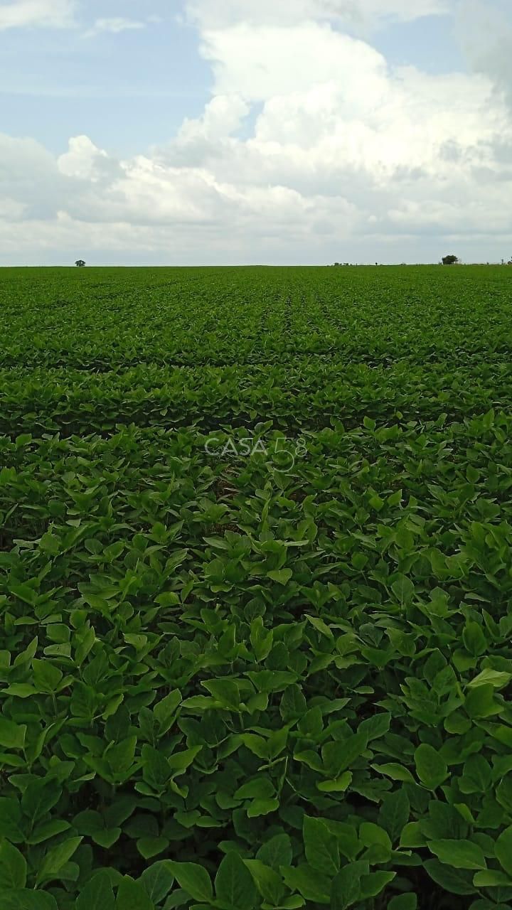 Fazenda à Venda no Vale do Araguaia – Dois Irmãos/TO – 205 Alqueires