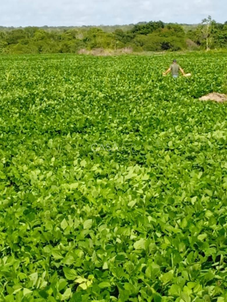 Fazenda à Venda no Vale do Araguaia – Dois Irmãos/TO – 205 Alqueires