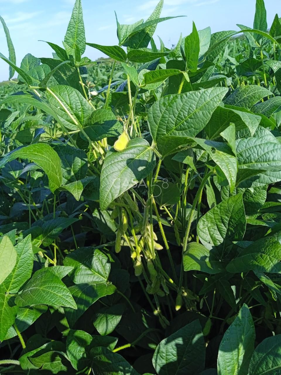 Fazenda à Venda no Vale do Araguaia – Dois Irmãos/TO – 205 Alqueires