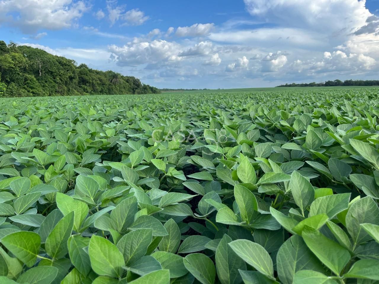 Fazenda à Venda no Vale do Araguaia – Dois Irmãos/TO – 205 Alqueires