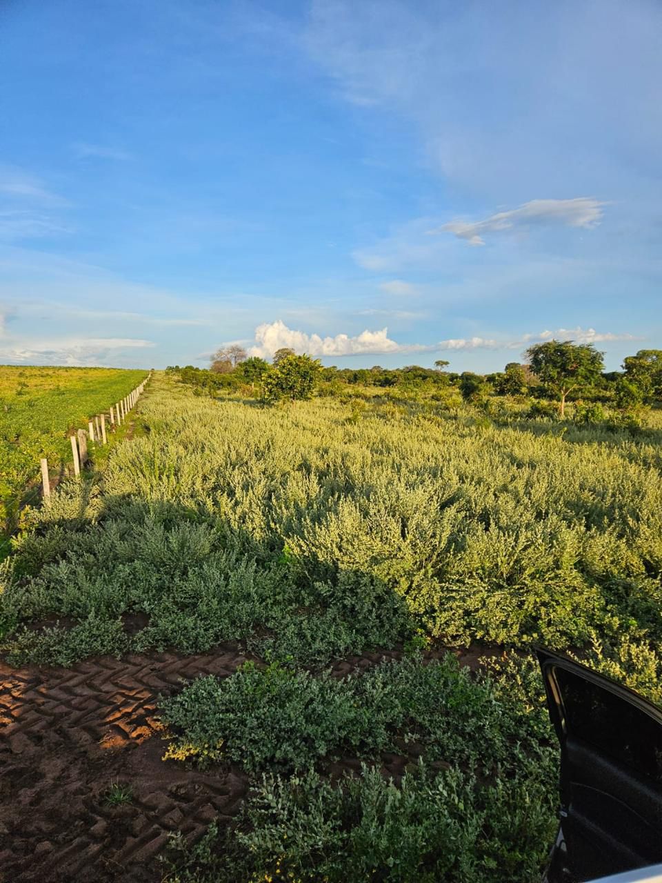 Fazenda à Venda em Baliza, GO / 5033 hectares / Área Agriculturável / 3000 hectares / Área em Pastagens /4000 hectares /Rio de Grande Porte