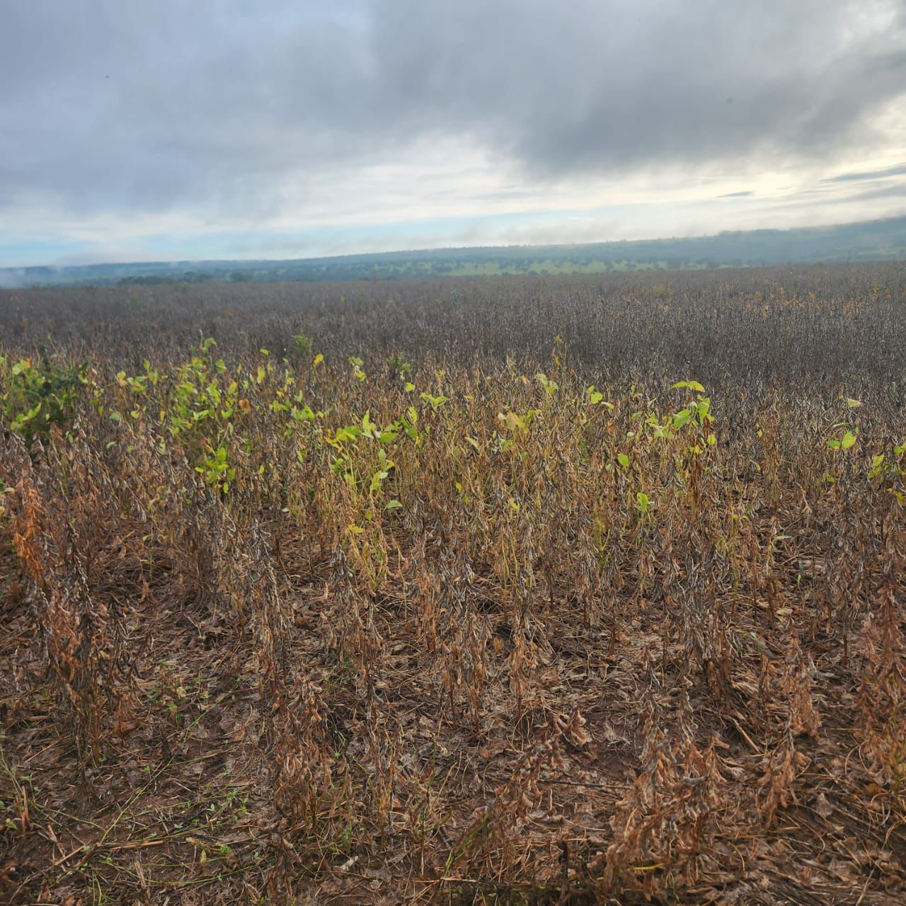 Fazenda à Venda em Baliza / GO / 1471 hectares / 1000 Hectares de Área para plantio / 400km de Goiânia / Benfeitorias Completas