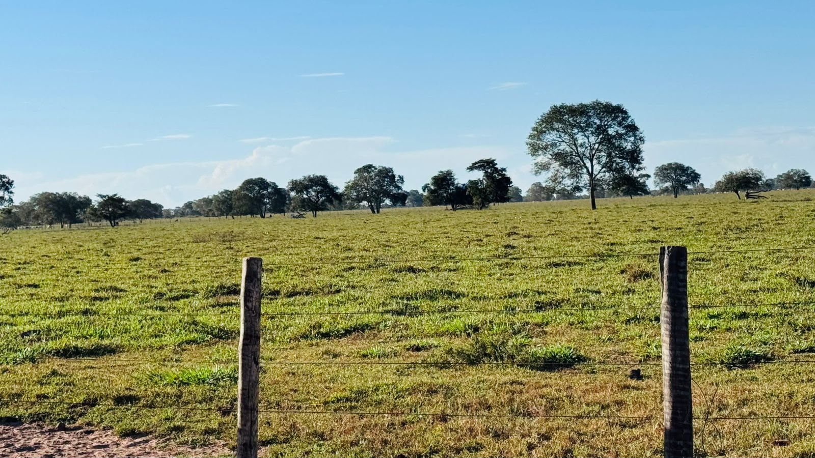 Fazenda à Venda em Aruanã, GO / Dupla Aptidão / Área Total / 13.765 hectares / Área em Pastagens 9.300 hectares / Área em Agricultura 900 hectares