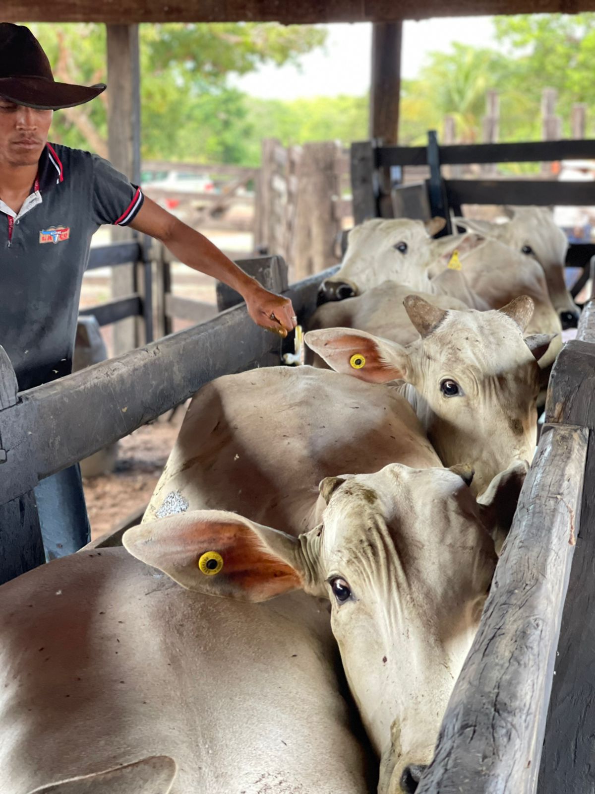 Fazenda à Venda na Região do Vale do Araguaia / 9.975 hectares de área total / 150 divisões de pasto / 1000 cabeças de gado de confinamento / Mozarlândia