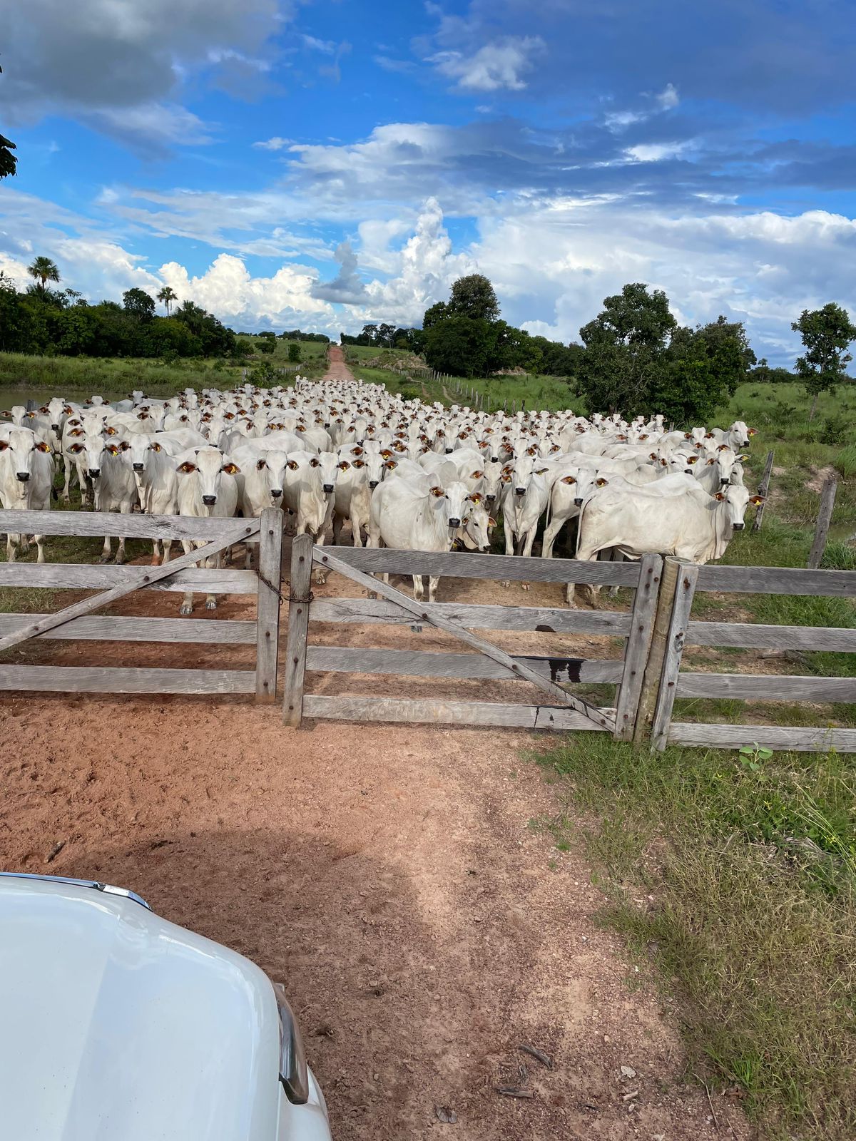 Fazenda à Venda em Serranópolis / 3038 hectares de área total / 1200 hectares de área em lavouras / benfeitorias completas / 2.429 hectares de área aberta
